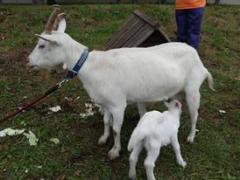 �_�C�G�b�g�E�E�E�E�̃T���l�C���摜