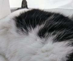 �F���G�l���M�[���ˎ����̃T���l�C���摜