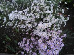 �L�J�t�F�̃T���l�C���摜