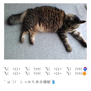 ���������Ď��B�J�^�A�N�V�����R�I�̃T���l�C���摜