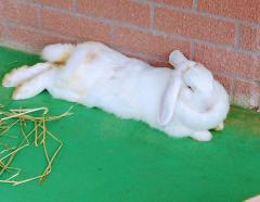 2024�N�X�[�p�[���[���̃T���l�C���摜