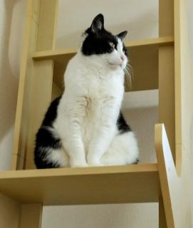 �V�����G�߂������ẴT���l�C���摜