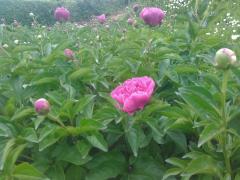 �����T�ŏI��̃T���l�C���摜