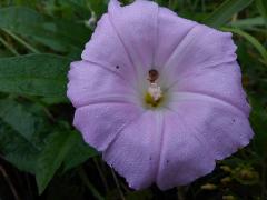 �Ȃ�ŉ摜���B��Ȃ��́H�̃T���l�C���摜