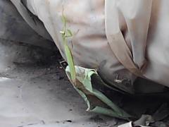 ���ފ݂��߂��̃T���l�C���摜