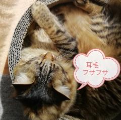 �L�̎��ɒ����Z�Z���E�E�E�H�̃T���l�C���摜