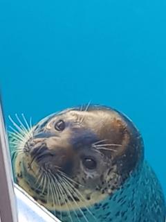 �T���̉^���̃T���l�C���摜