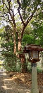 �|�W�e�B�u�V���L���O���āH�̃T���l�C���摜