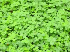 �P�O�N�O�̍����́E�E�E�̃T���l�C���摜