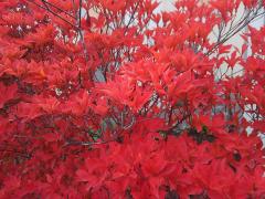 �ڂ̂ڂ́@DVD1���̃T���l�C���摜