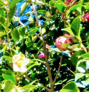 �N���N�n�̂����̃T���l�C���摜