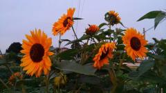 AKB�������Ă܂��̃T���l�C���摜