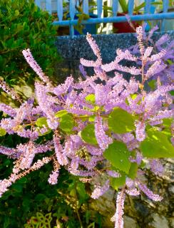 ��]�̉ԑ��̃T���l�C���摜