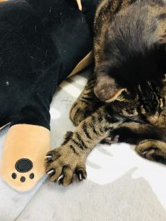 �������̂Ԃ₫�u���ꂪ�V�тɗ��܂��v�̃T���l�C���摜