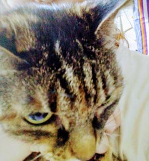 �K���������̃T���l�C���摜