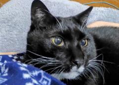 �������U��̃T���l�C���摜