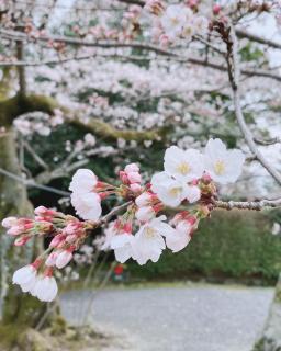 4��2���̈ꌾ�肢�̃T���l�C���摜