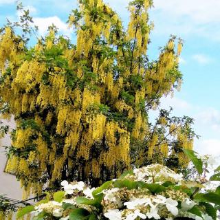 ����̊F�����H�͂̃T���l�C���摜