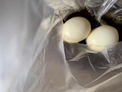 �ϗ��̃T���l�C���摜