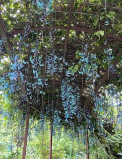 �S���P�R�����܂�̕��ւ̃T���l�C���摜