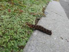 �l���̑�J�̃T���l�C���摜