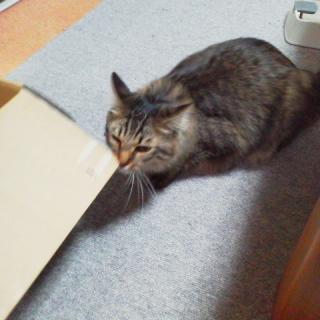 �݂Ȃ��[��A�L�͍D���ł����[�H�̃T���l�C���摜