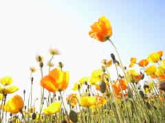 �����̋C�����ƖS���Ȃ������̃T���l�C���摜