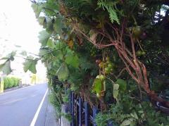 ����q����͍����ɂ��̃T���l�C���摜