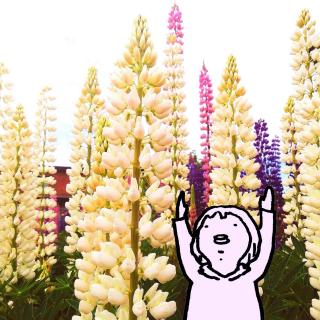 �y�������z�w�L�т̌��ʁy���N���z�̃T���l�C���摜