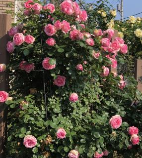 �͂��߂܂���*��̃T���l�C���摜