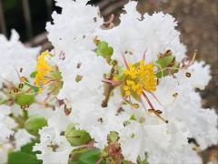 �K���ɂȂ邽�߂Ɂu�񑩂͎����̂��v�̃T���l�C���摜