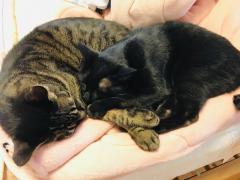 �~�̑������߂Â��Ă��Ă��܂��̃T���l�C���摜