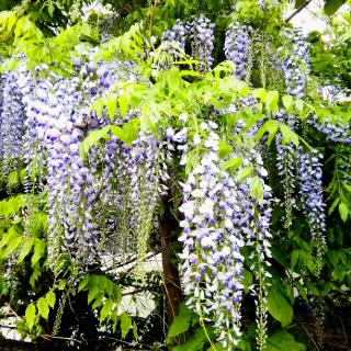 �Ԃ����ł鍡�����̍��̃T���l�C���摜