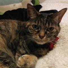 ���v���恙�̃T���l�C���摜