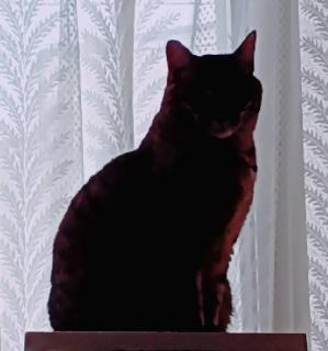 �����L�̍���ƉE��̃T���l�C���摜