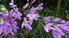 ������񂪂����������ׂ�̃T���l�C���摜