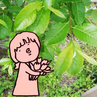 �Z���w�Ō���ꂽ�u��΂̖؁v�̃T���l�C���摜