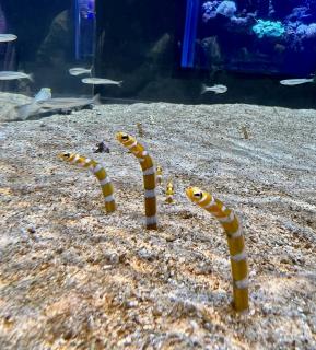 �U�΂̂��q���񂪂�����������ւ̃T���l�C���摜