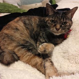 6��10���͏Ί�ł��悤�ˁ��̃T���l�C���摜