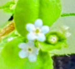 �K���𓘂�̃T���l�C���摜