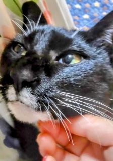 �J�^�m�b�N�̃T���l�C���摜