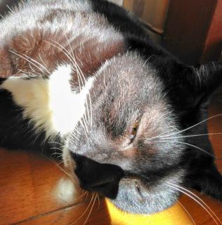 2024�N�Ō�̐����t�s�̃T���l�C���摜