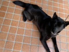 �@�����߂����ł��傤���H�̃T���l�C���摜