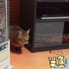 �y�b�g�̋C����(*�L�x`)���̃T���l�C���摜