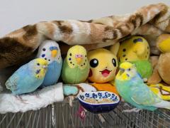 �����̏����ȋ��������i�`�r�~�j���j�̃T���l�C���摜