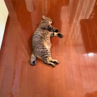o̘b̃TlC摜