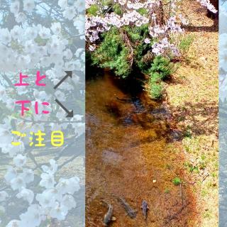 �y��n�k�z�����ł������܂�<(_ _)>�̃T���l�C���摜