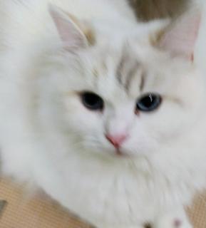 �[�ċz�ɂ��������̃T���l�C���摜