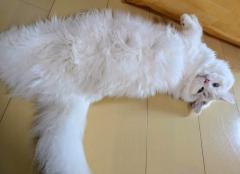 ���̎���Ɉ�����邽�߂ɂ̃T���l�C���摜