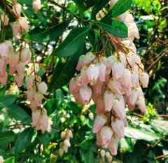 �s���N���[���̌���̃T���l�C���摜